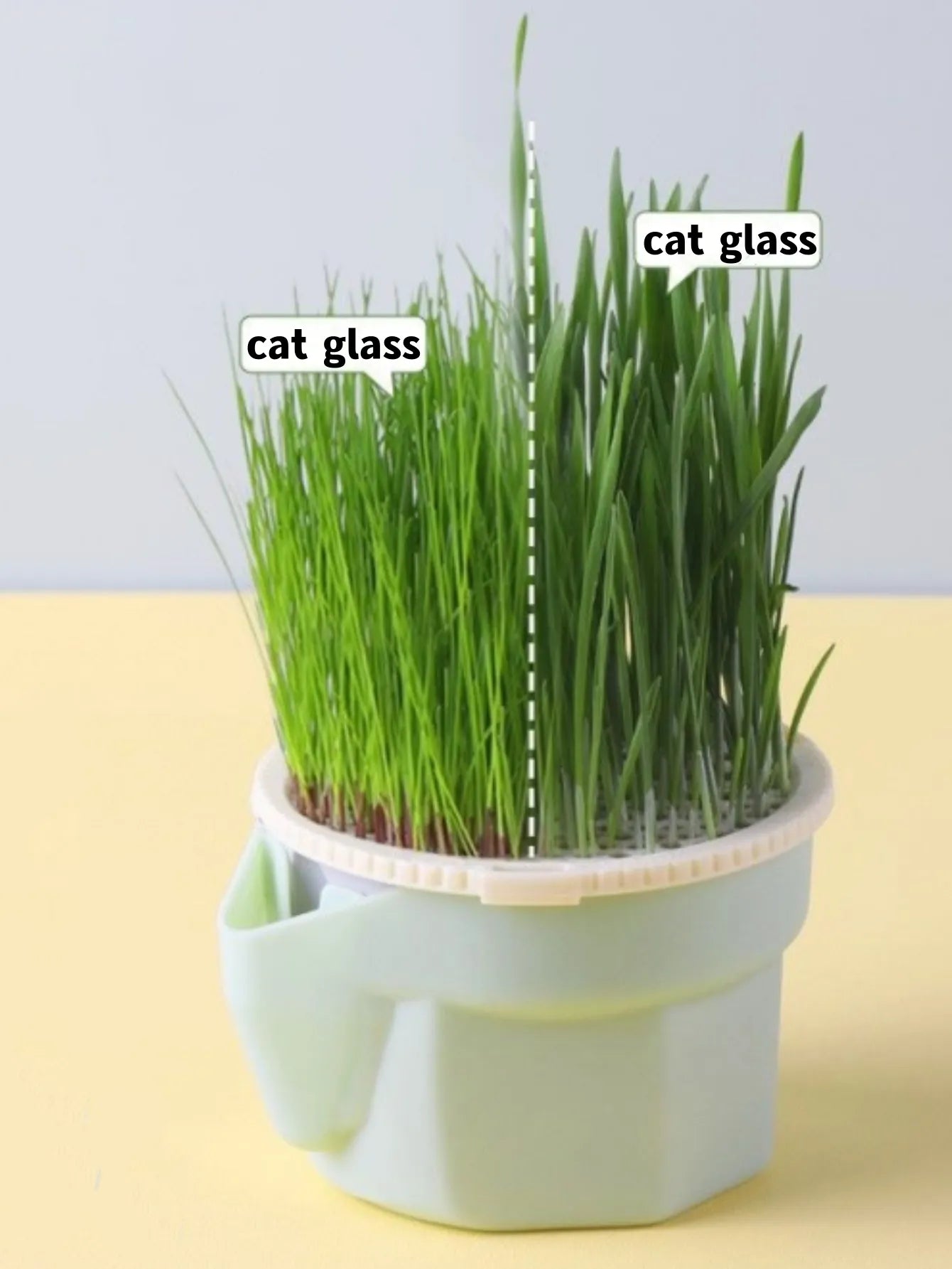 PurrGreens - Organic Cat Grass
