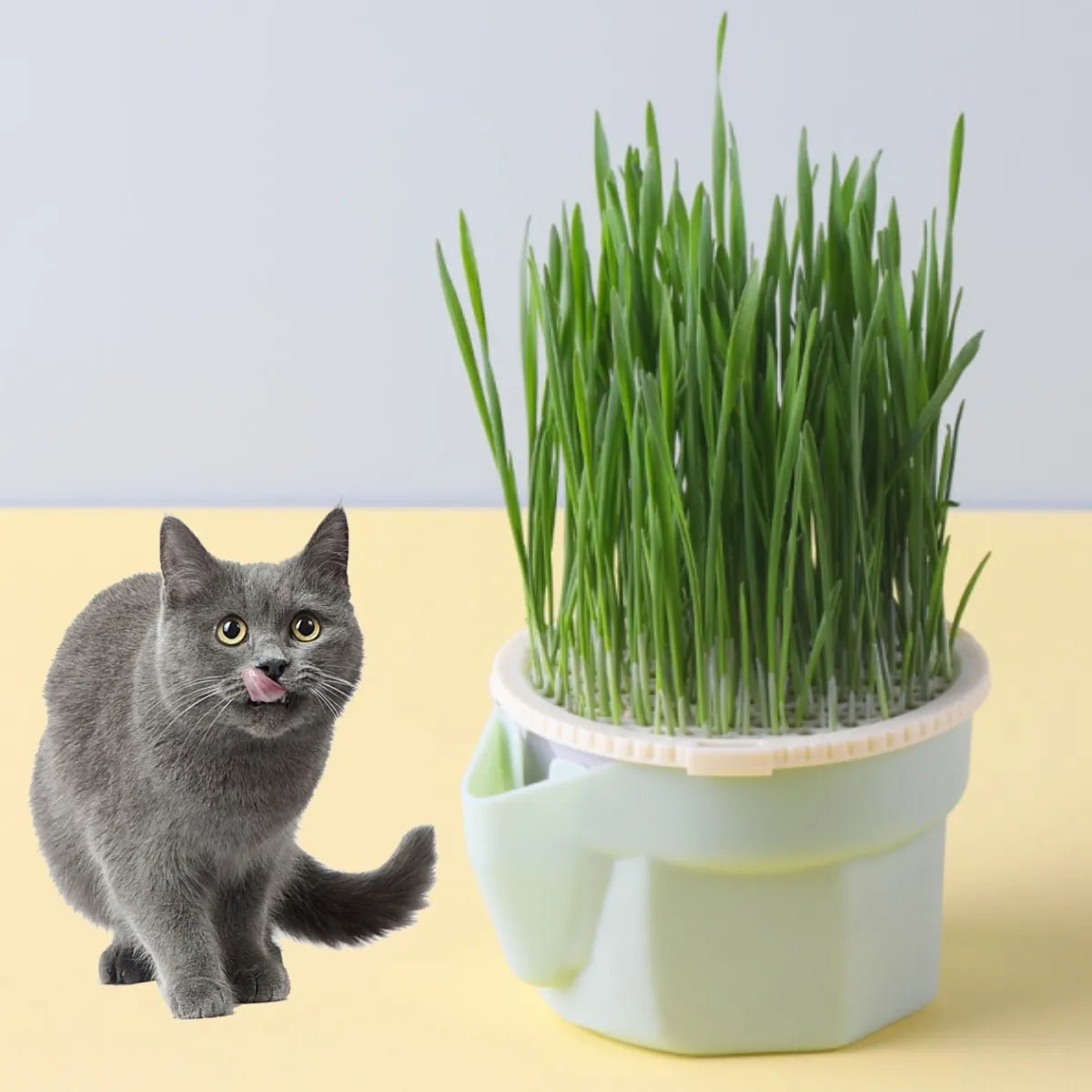 PurrGreens - Organic Cat Grass